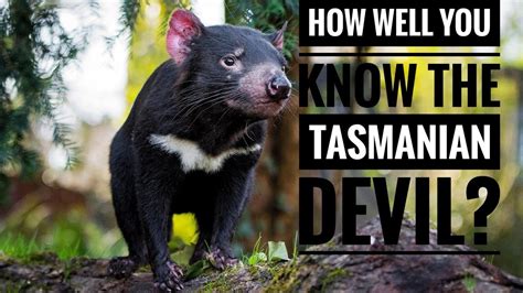 tasmanian devil information report